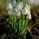 Snowdrop, Galanthus nivalis